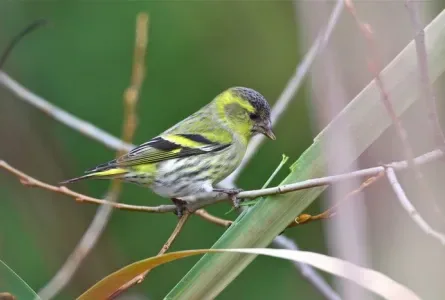Oh ! Les oiseaux