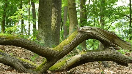Waldspaziergänge in der kälteren Jahreszeit (Waldbaden)