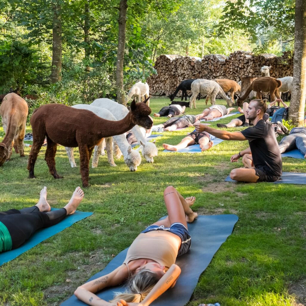 Yoga among alpacas