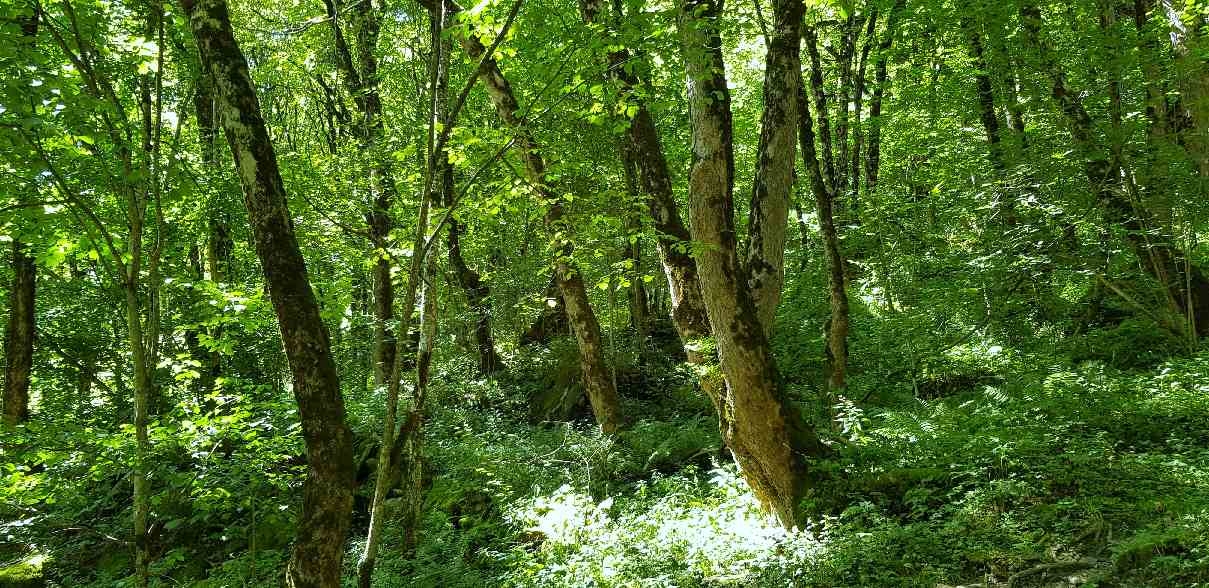 Gandwald bei Elm - Geführte Wanderung