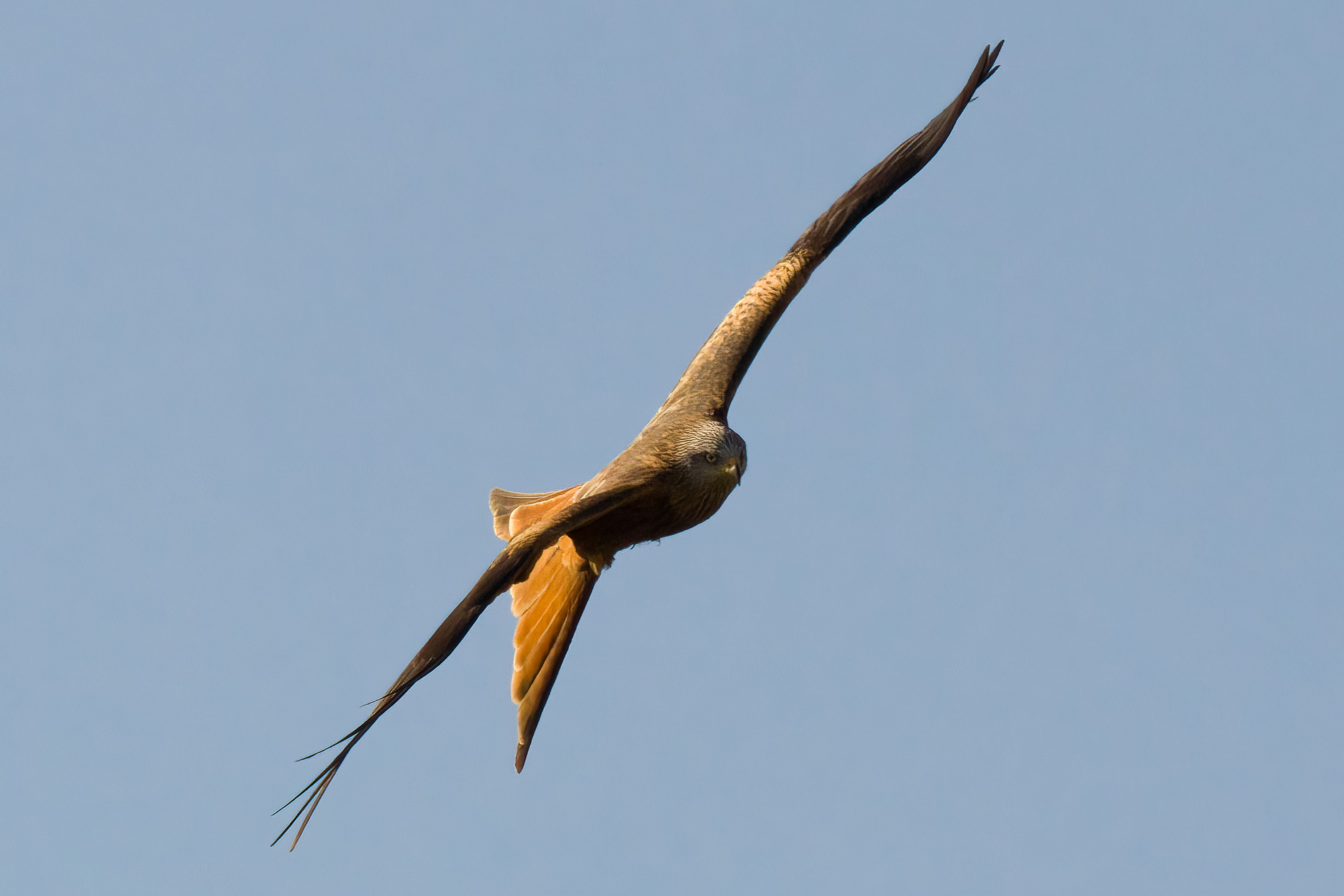Observer les oiseaux migrateurs au Gurnige