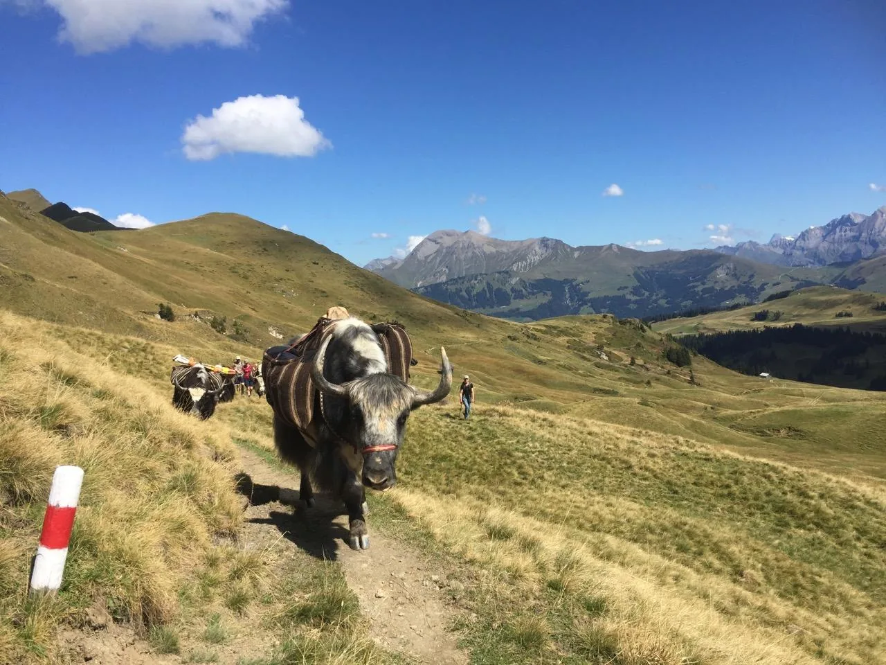 YAK Trekking