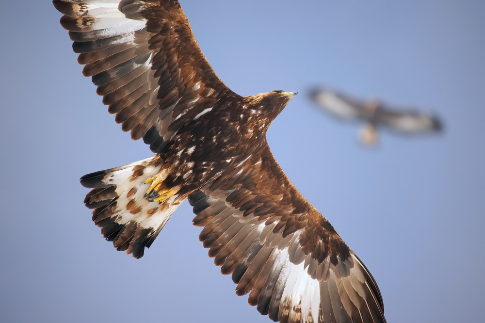 NATURAMA-Vortrag: Der Steinadler