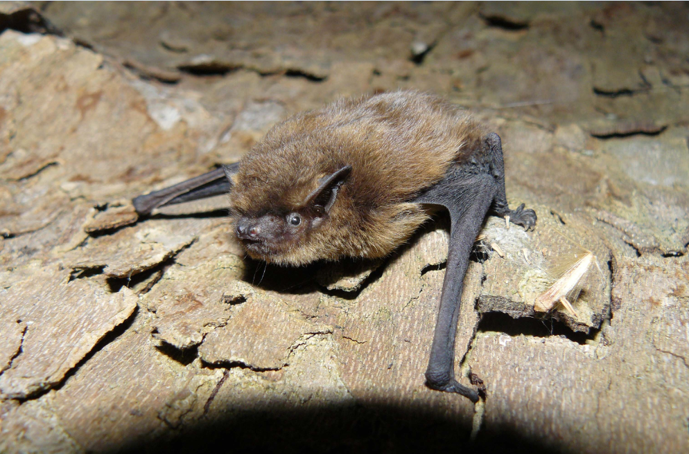 Bat Night 2026