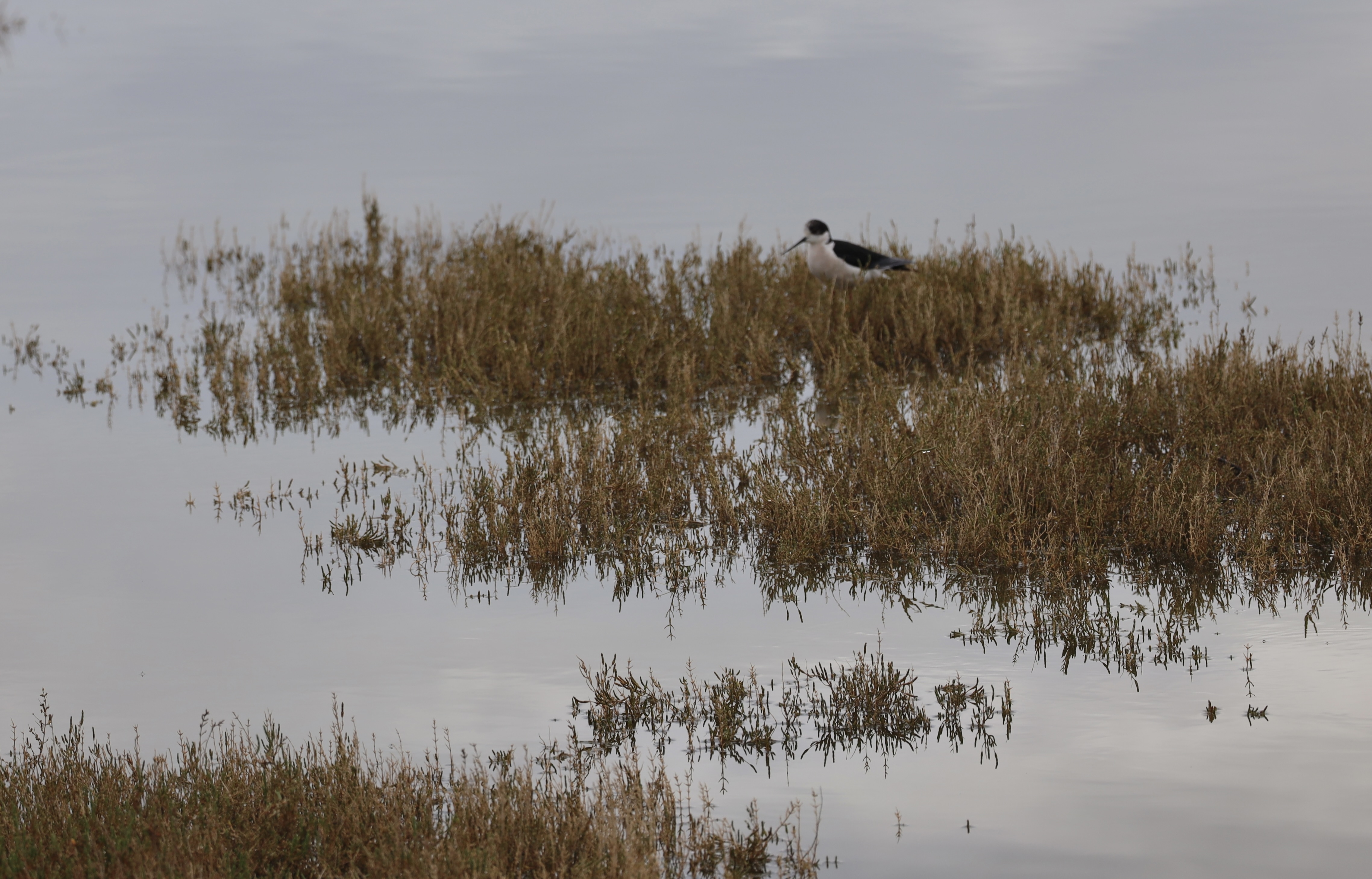 Exkursion Watvögel am Klingnauer Stausee
