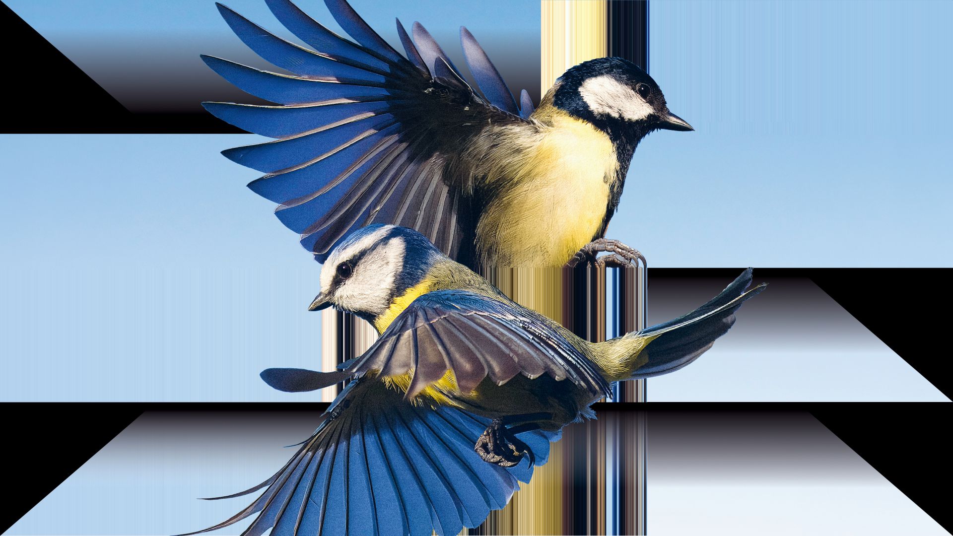 Der Vogelhändler