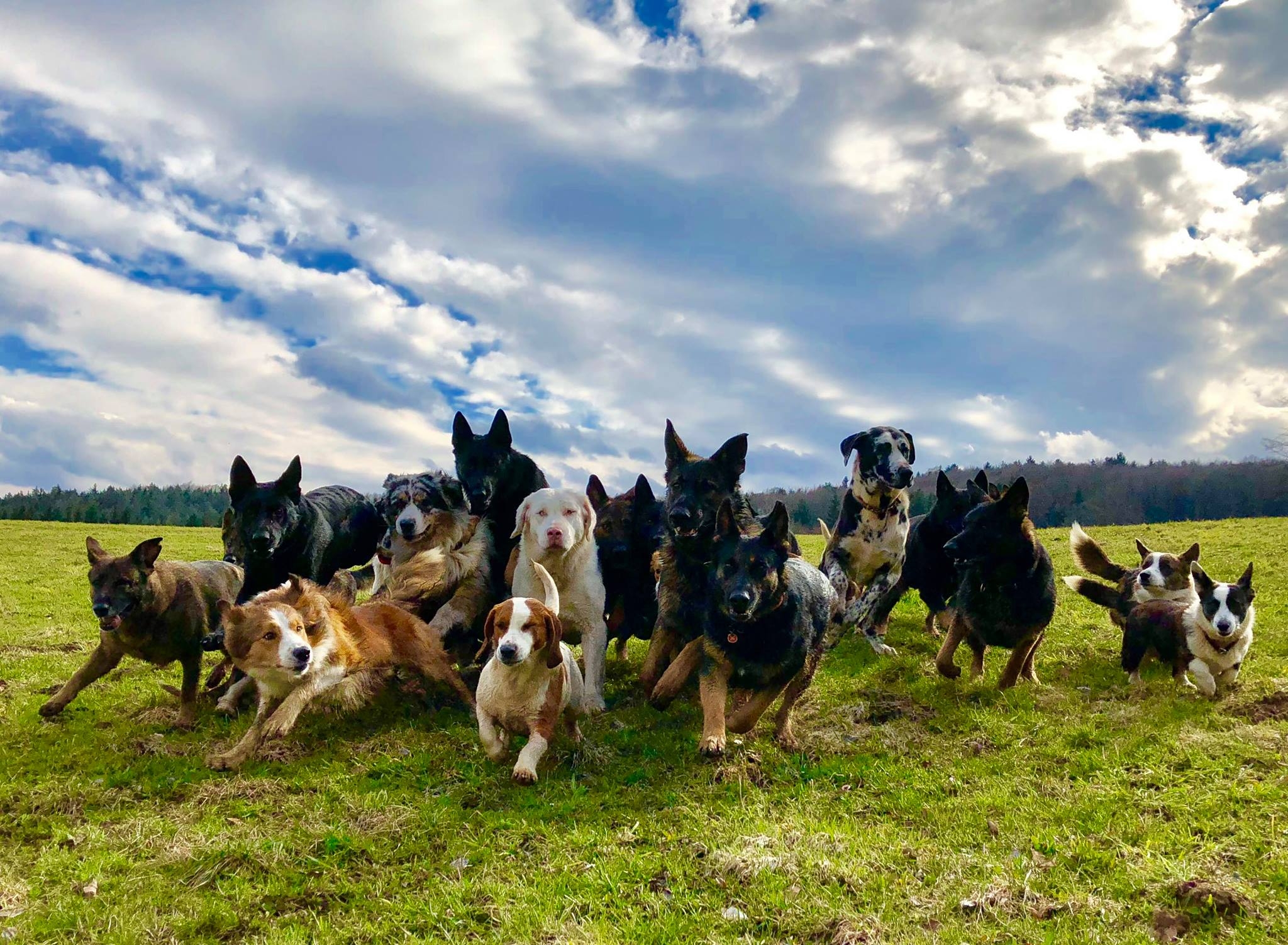 "Training bei Mehrhundehaltung" Themenabend mit Katrin Scholz