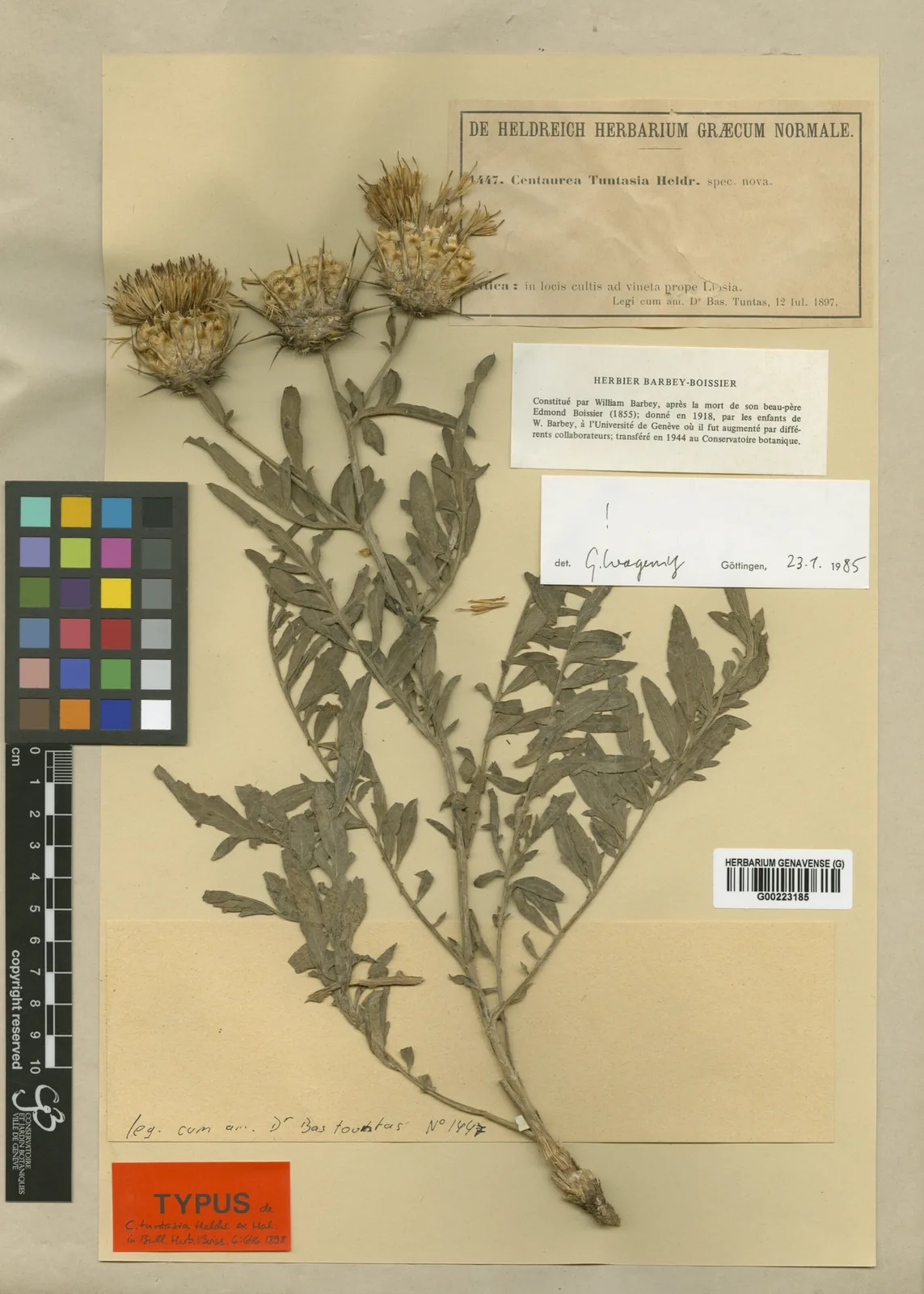 Les plantes éteintes dans l’herbier du Jardin Botanique de Genève