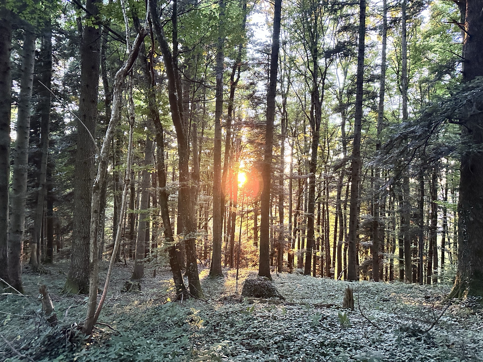 Erlebniskurs: Bushcraft · Survival & Permakultur