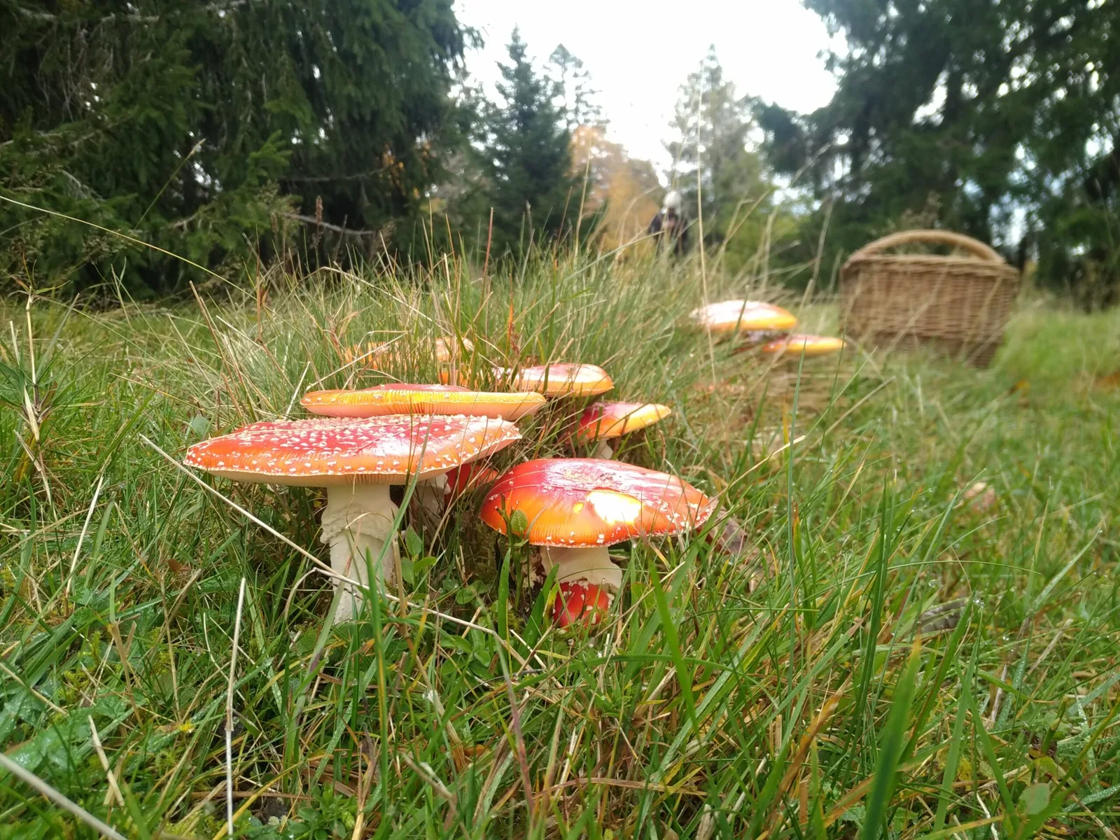 Pilzausflug