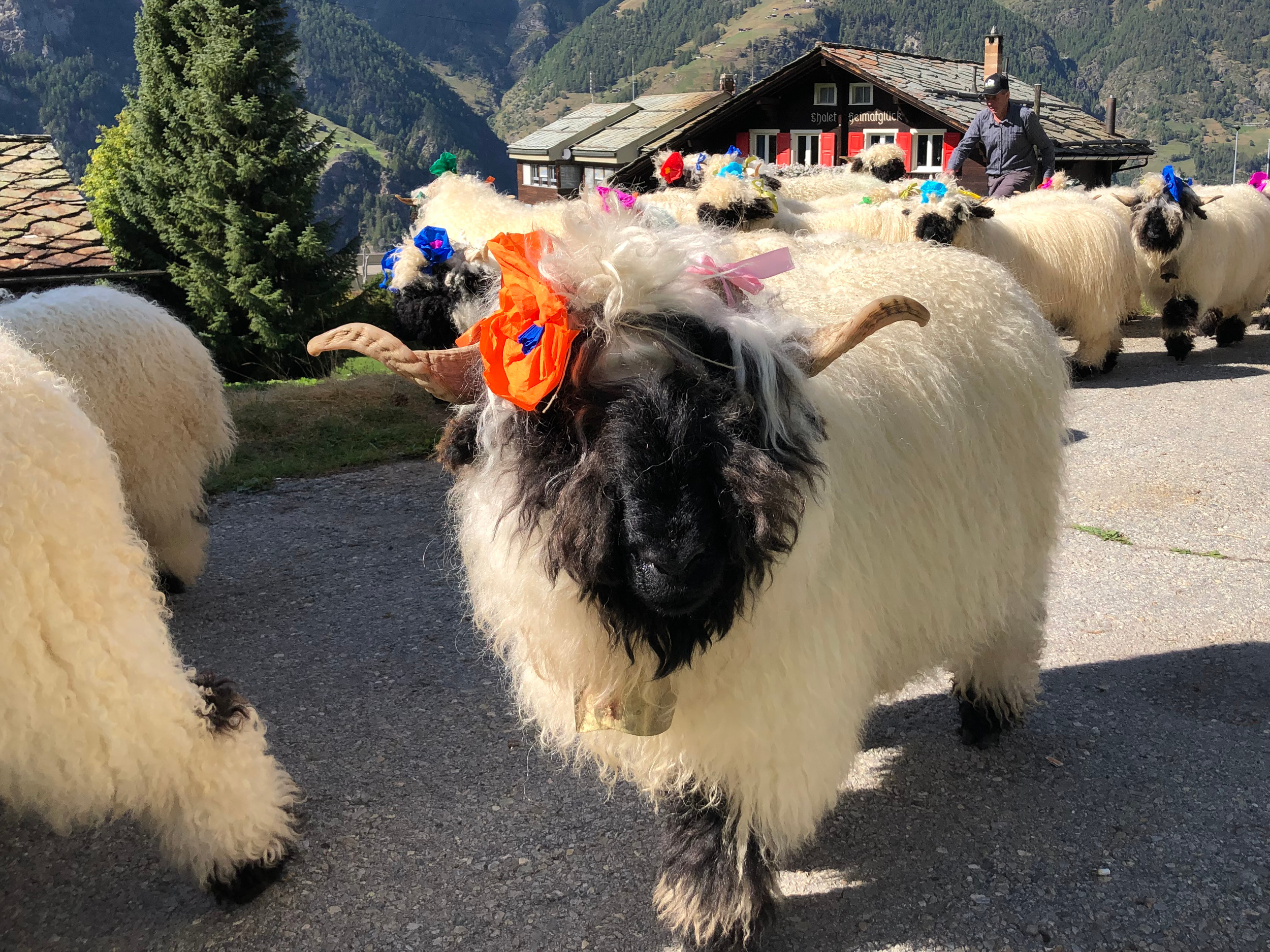 Descente des alpages avec concours de moutons