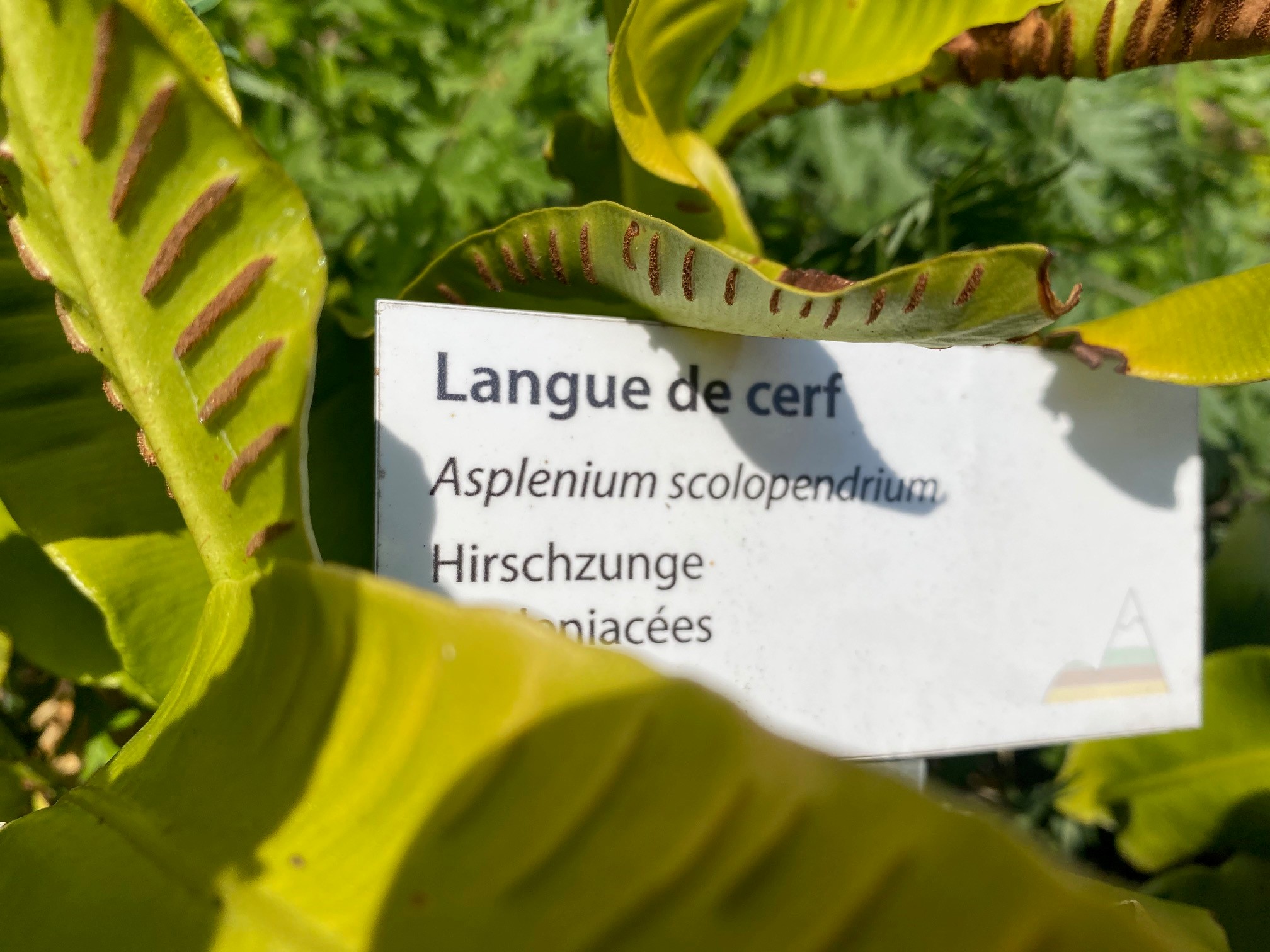 Le mystère des noms des plantes