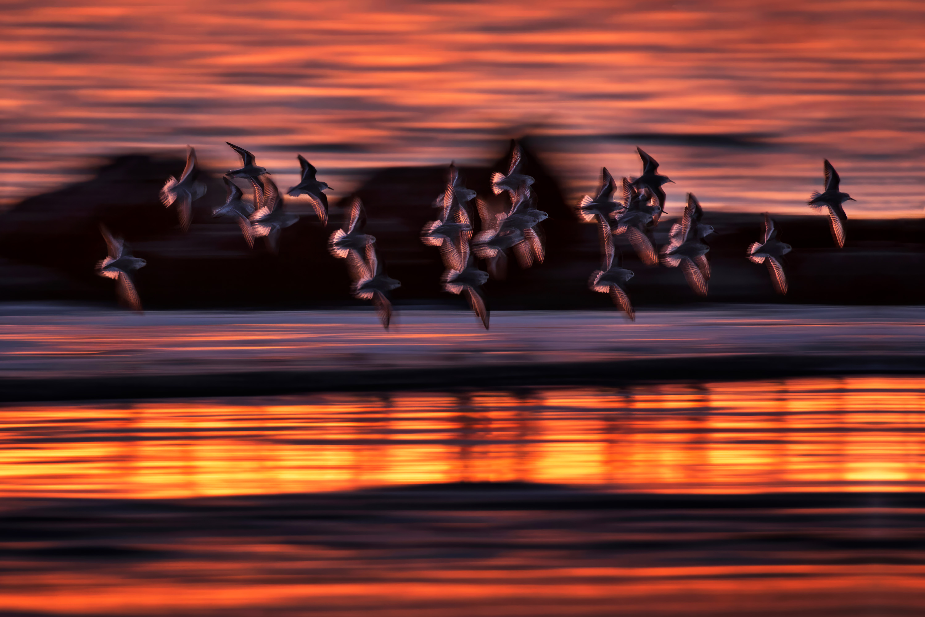 Exposition photographies - Contrastes. Faune sauvage entre ville et nature
