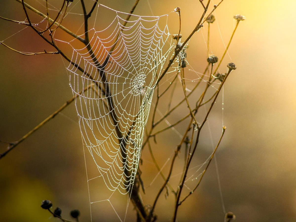 Netzwerker der Natur