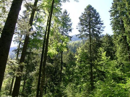 Les mystères du réseau forestier