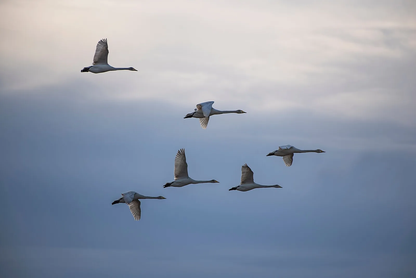 Excursion ornithologique Migration des oiseaux