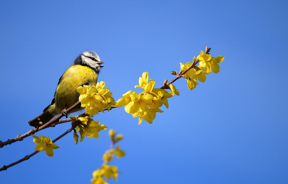 Phänologie: Naturbeobachtung im Jahresverlauf