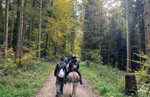 Promenade en forêt avec des animaux
