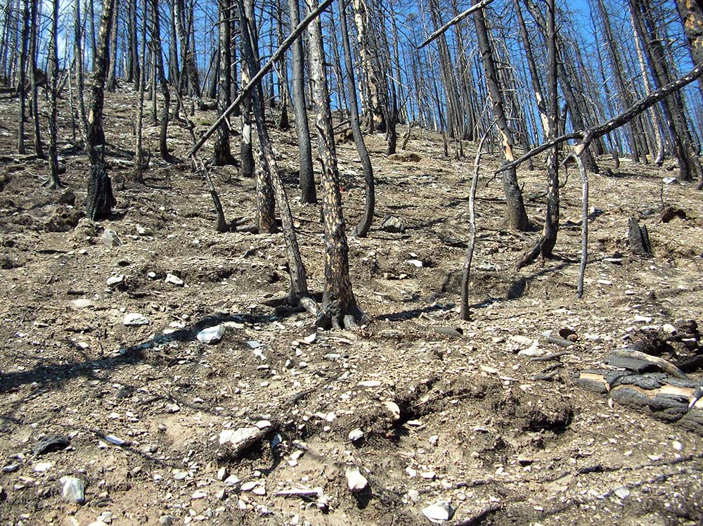 Der Waldbrand von Leuk als Chance für die Natur
