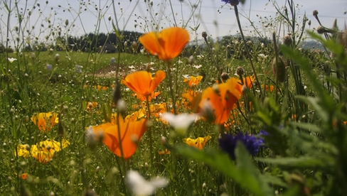 Promenade dans le jardin d'herbes médicinales