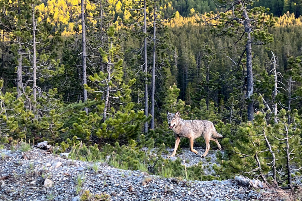 Escursione speciale per grandi carnivori
