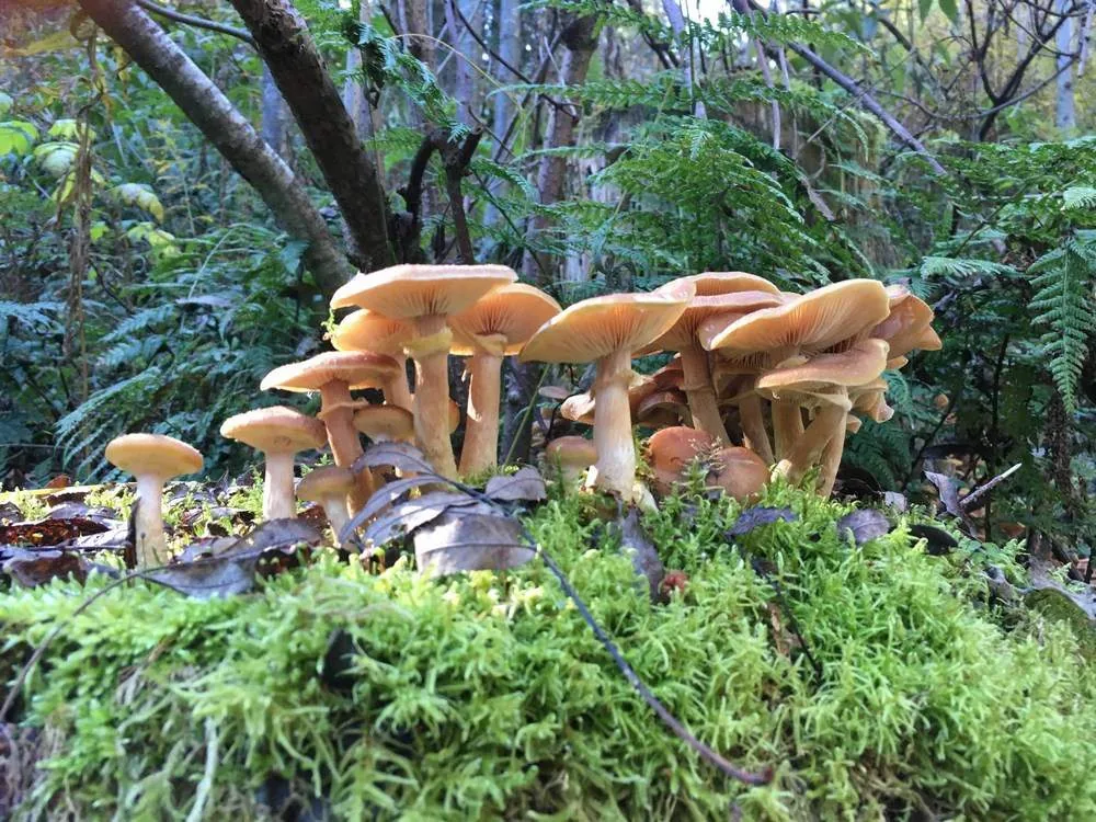 Atelier champignons