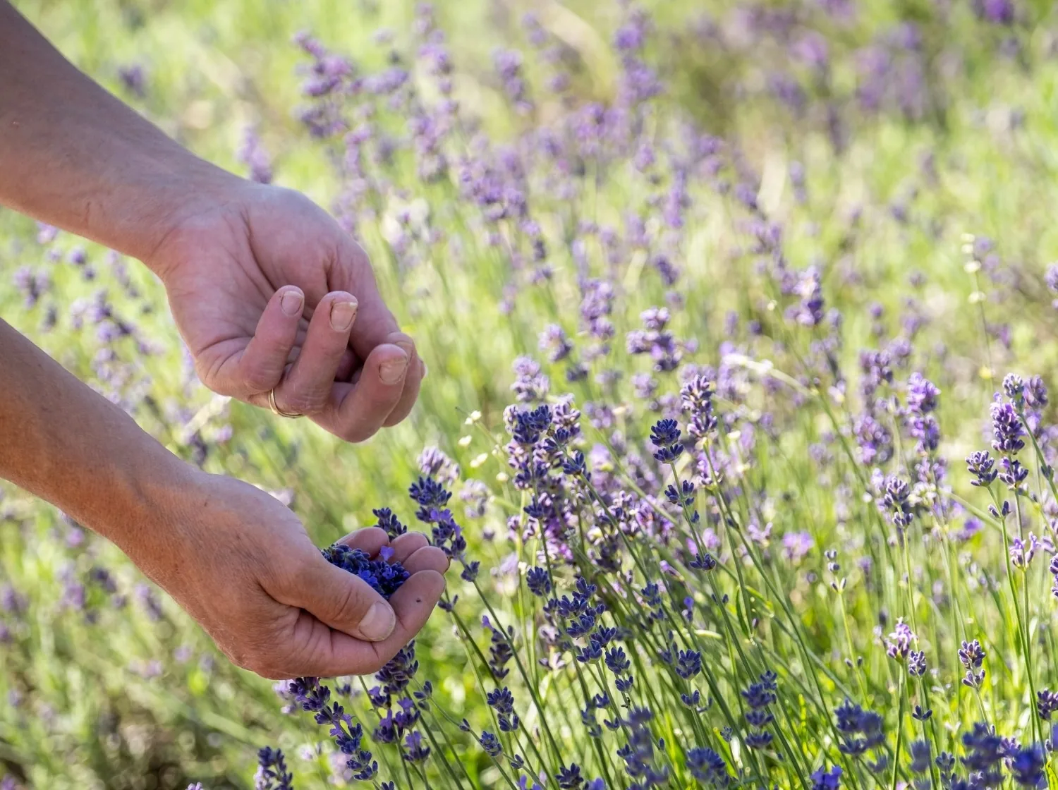 Gsond dör die chalti Johresziit: Kräutertour & Naturmittel herstellen
