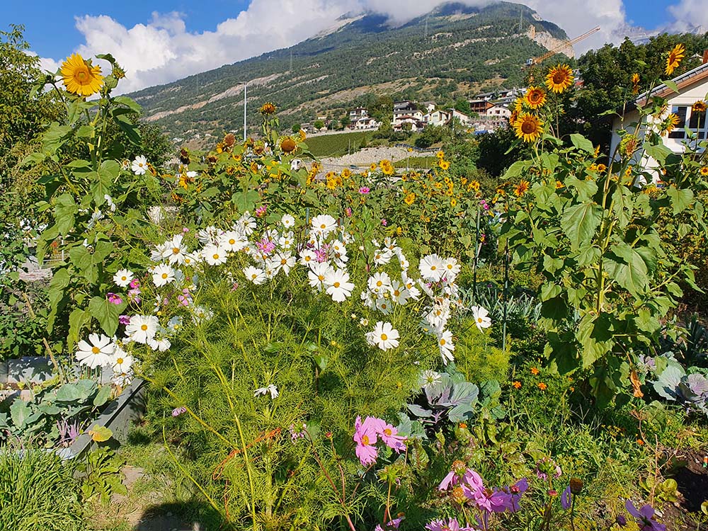 Une diversité colorée dans le potager et le verger