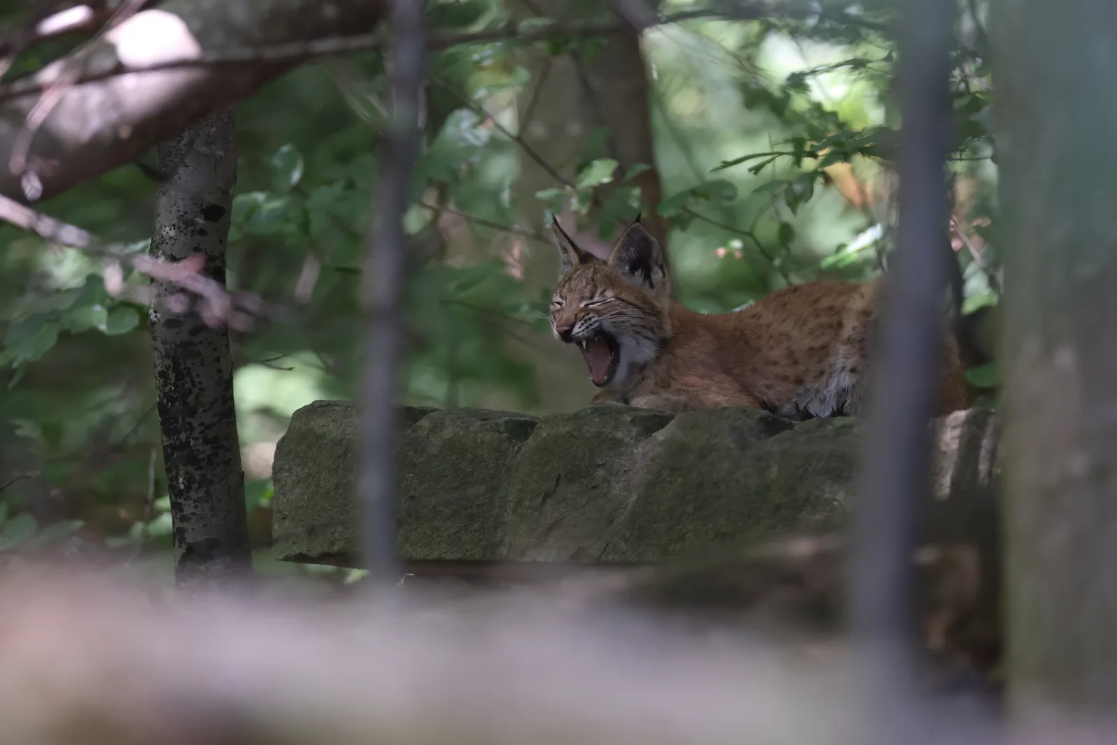 Tierisch munter in den Tag