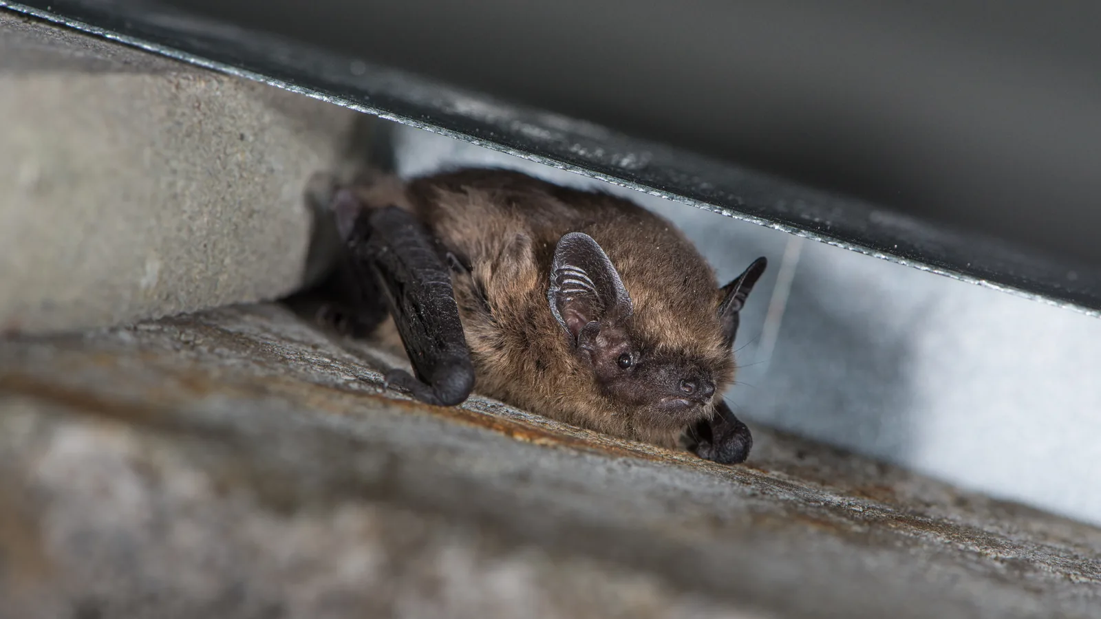 Fledermäuse - heimliches Glarner Nachtleben