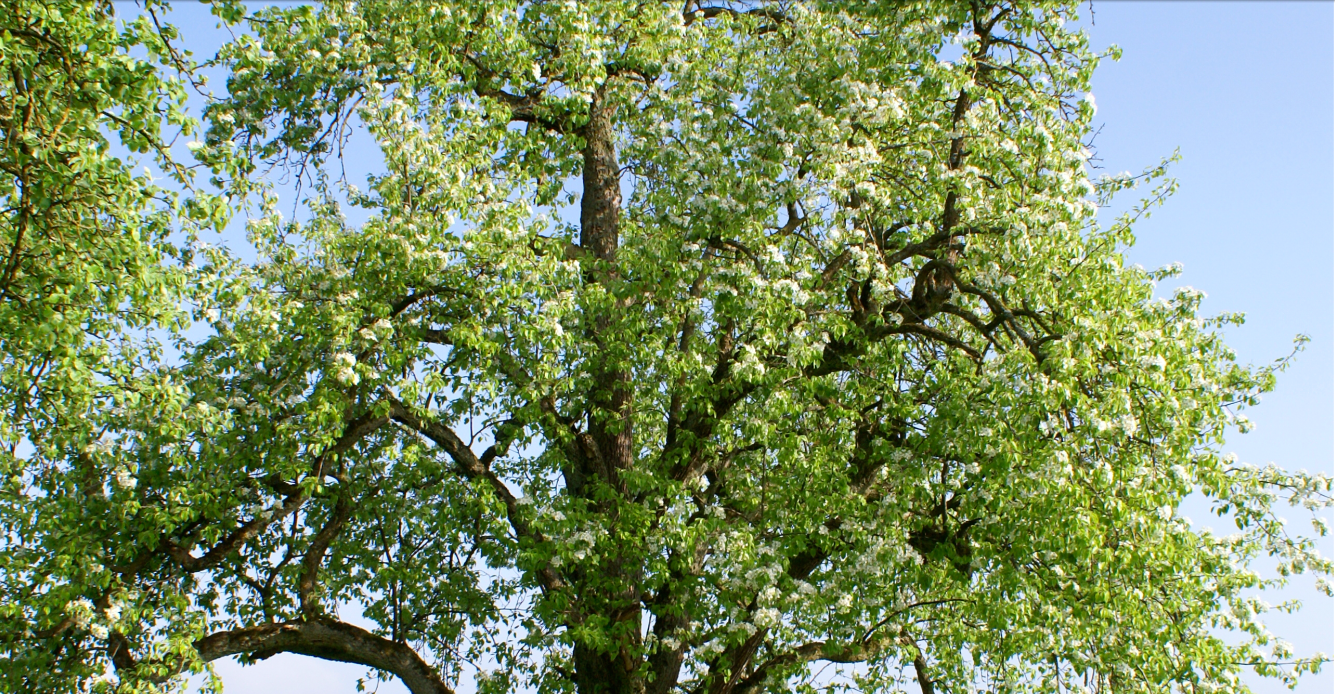 Der Baumgarten im Seeburpark