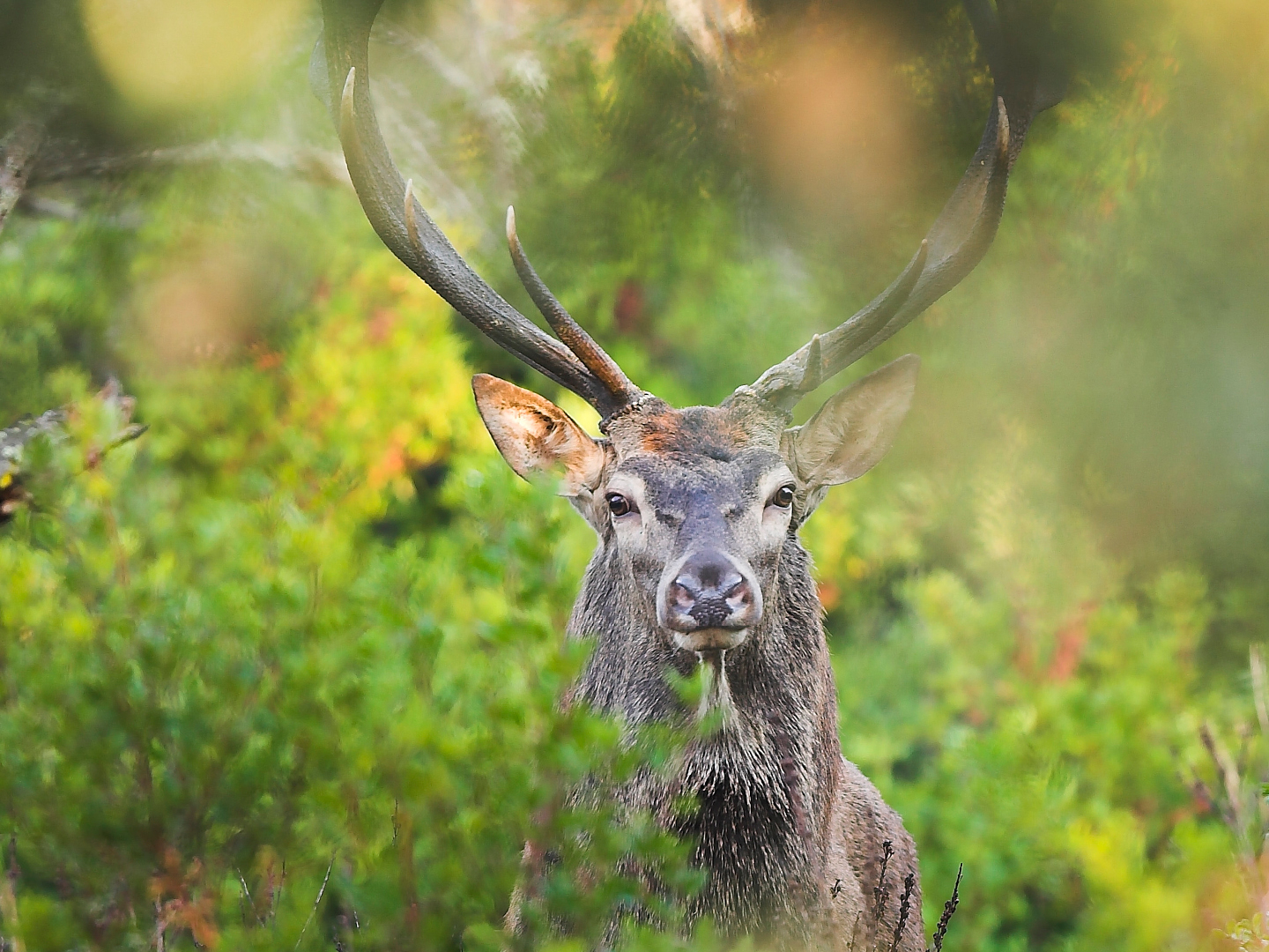 Wieder zu Hause – die Rückkehr  der grossen Wildtiere - WWF