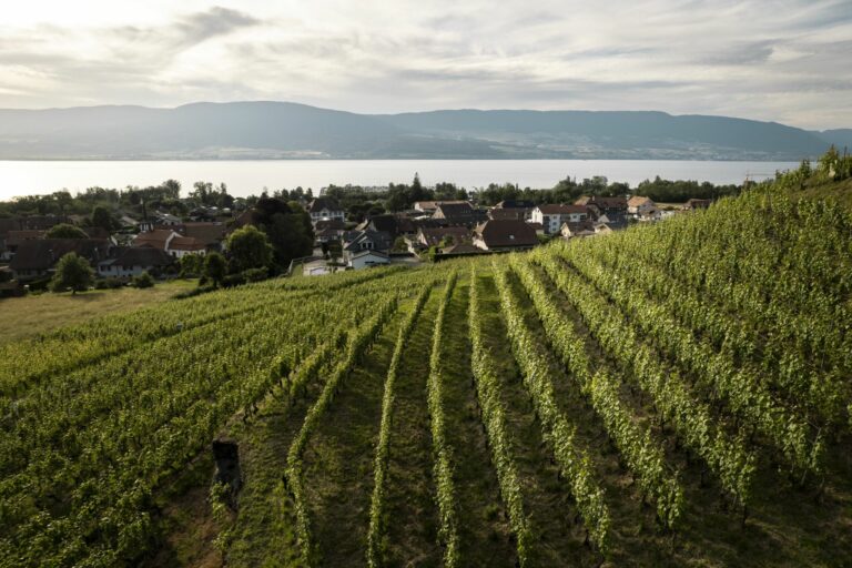 Fête des Vendanges
