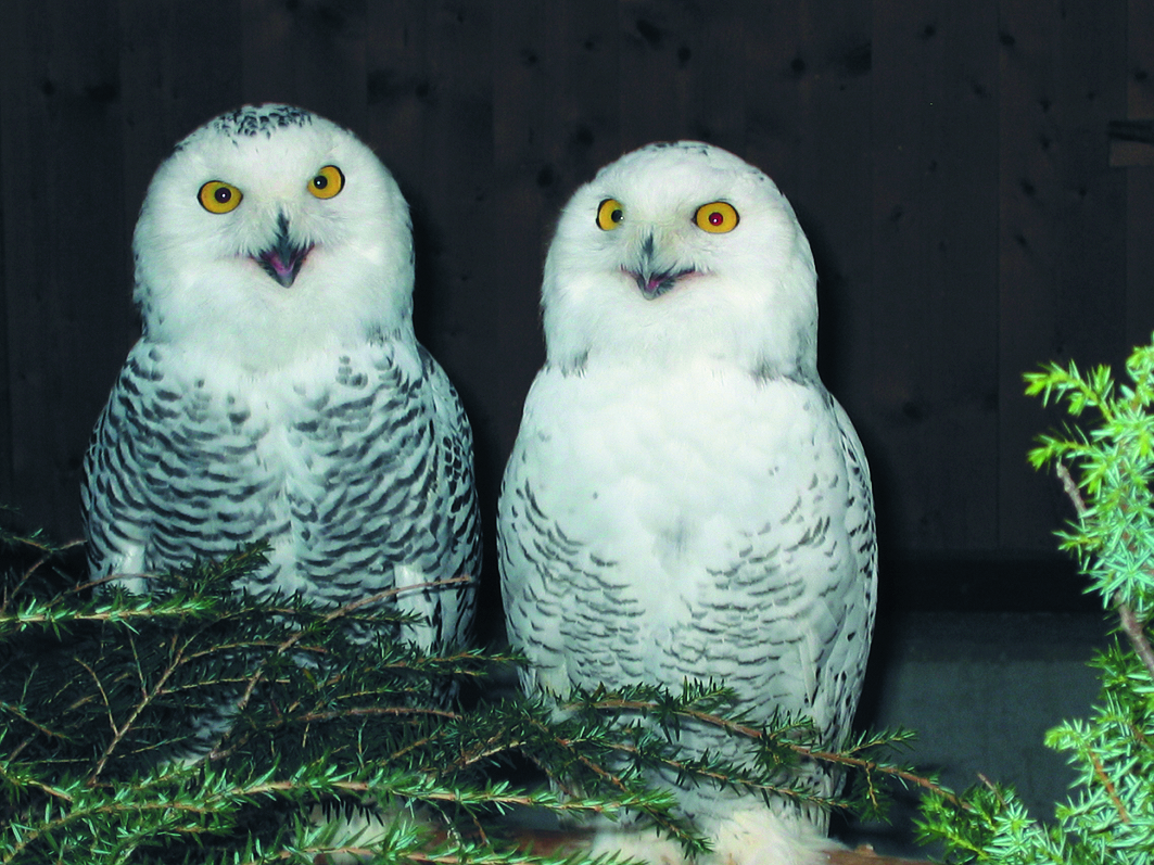 Kinder-Exkursion im Alpenvogelpark Grindelwald