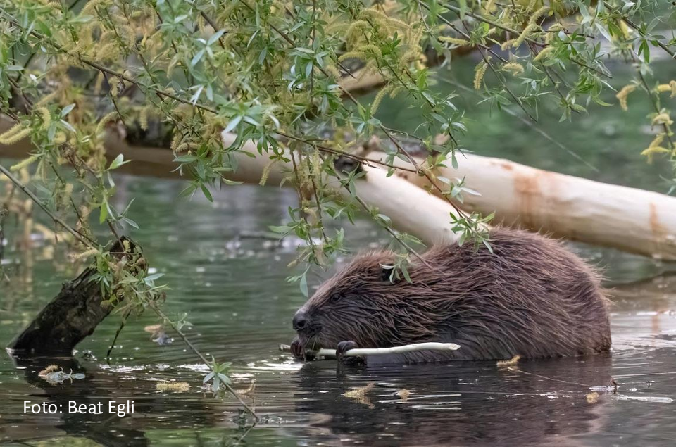 Der Biber am Hallwilersee