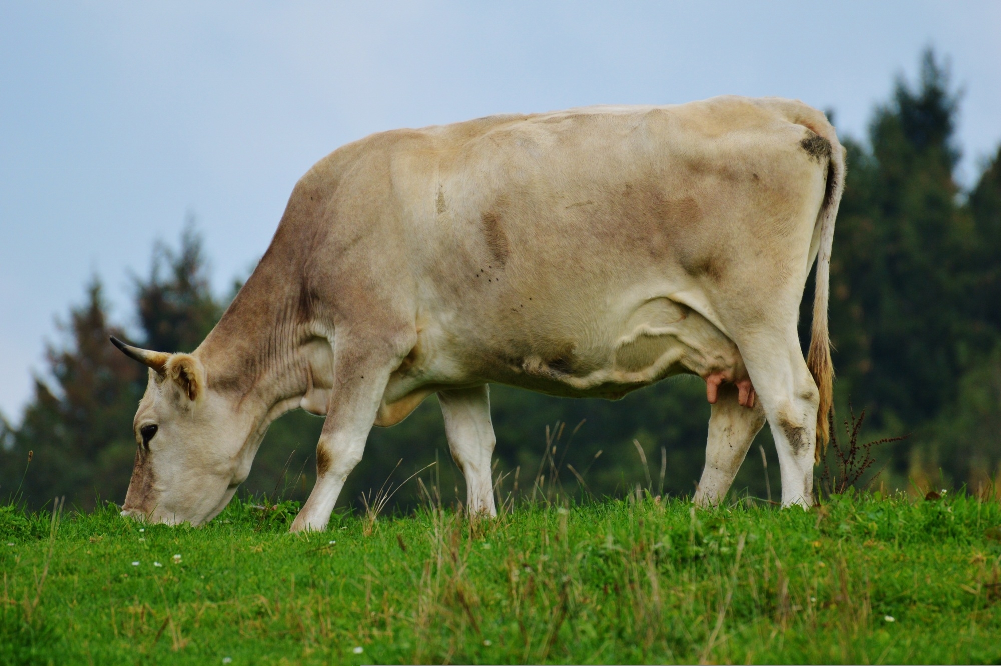 Schweizer Landwirtschaft: Die Bedeutung von Viehzucht und Tierhaltung
