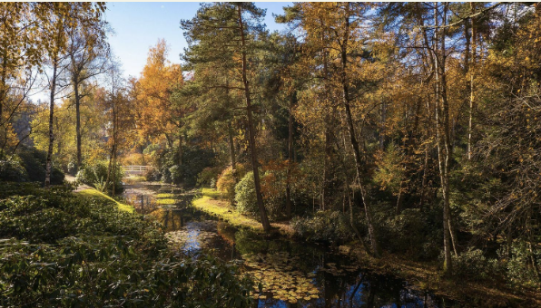 Shinrin-Yoku im Park Seleger Moor