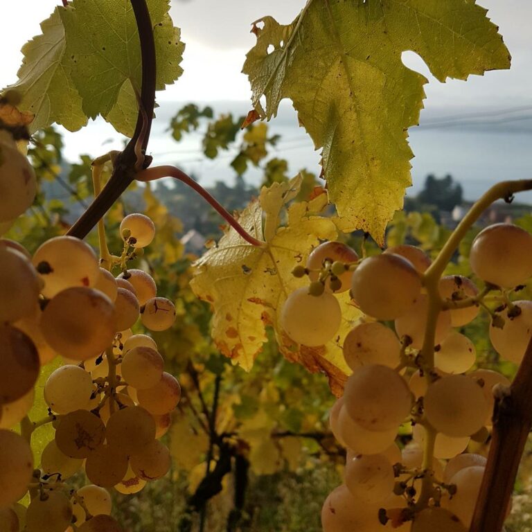 Fête des vendanges du Vully