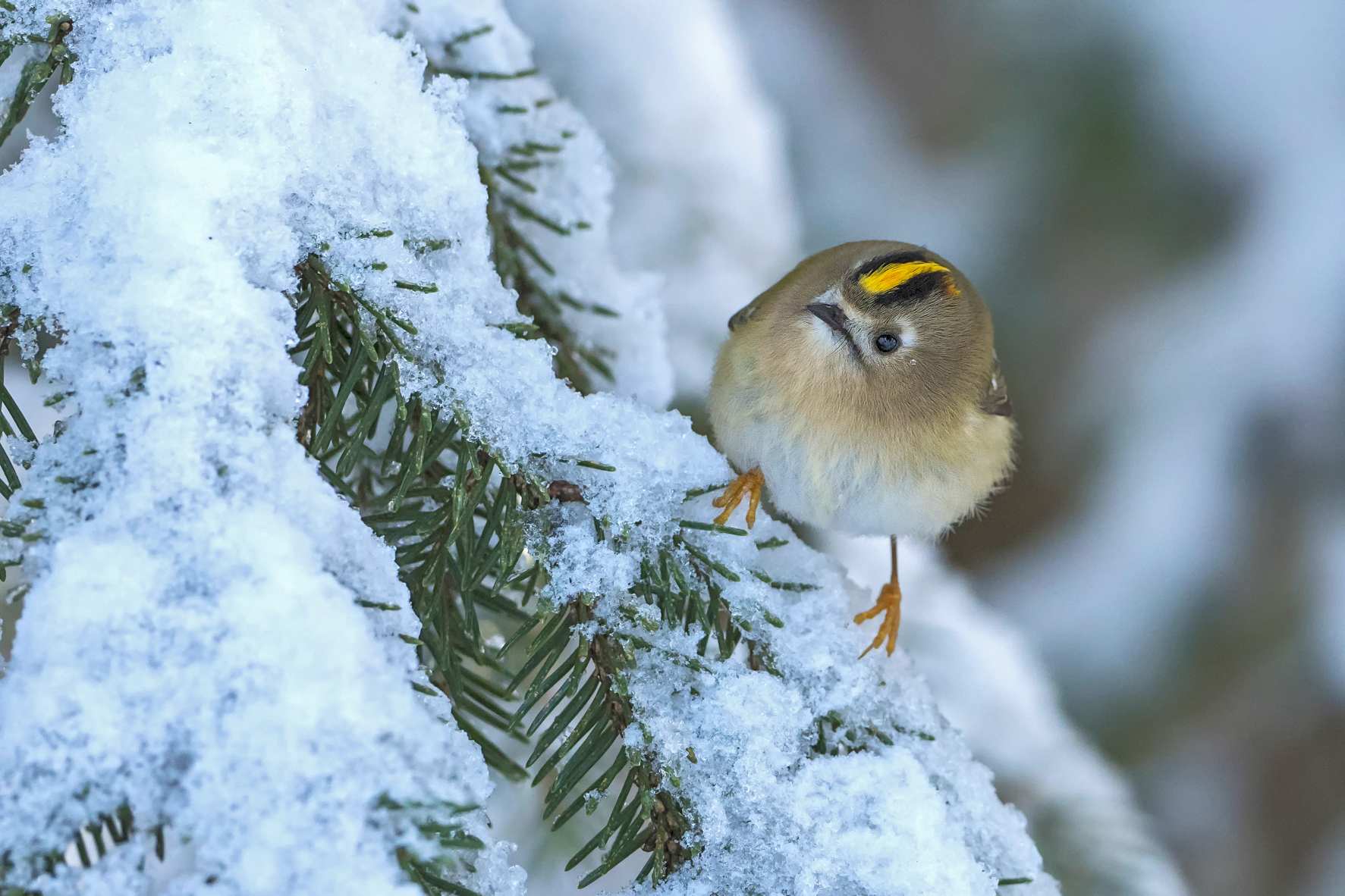 Un Noël avec des plumes