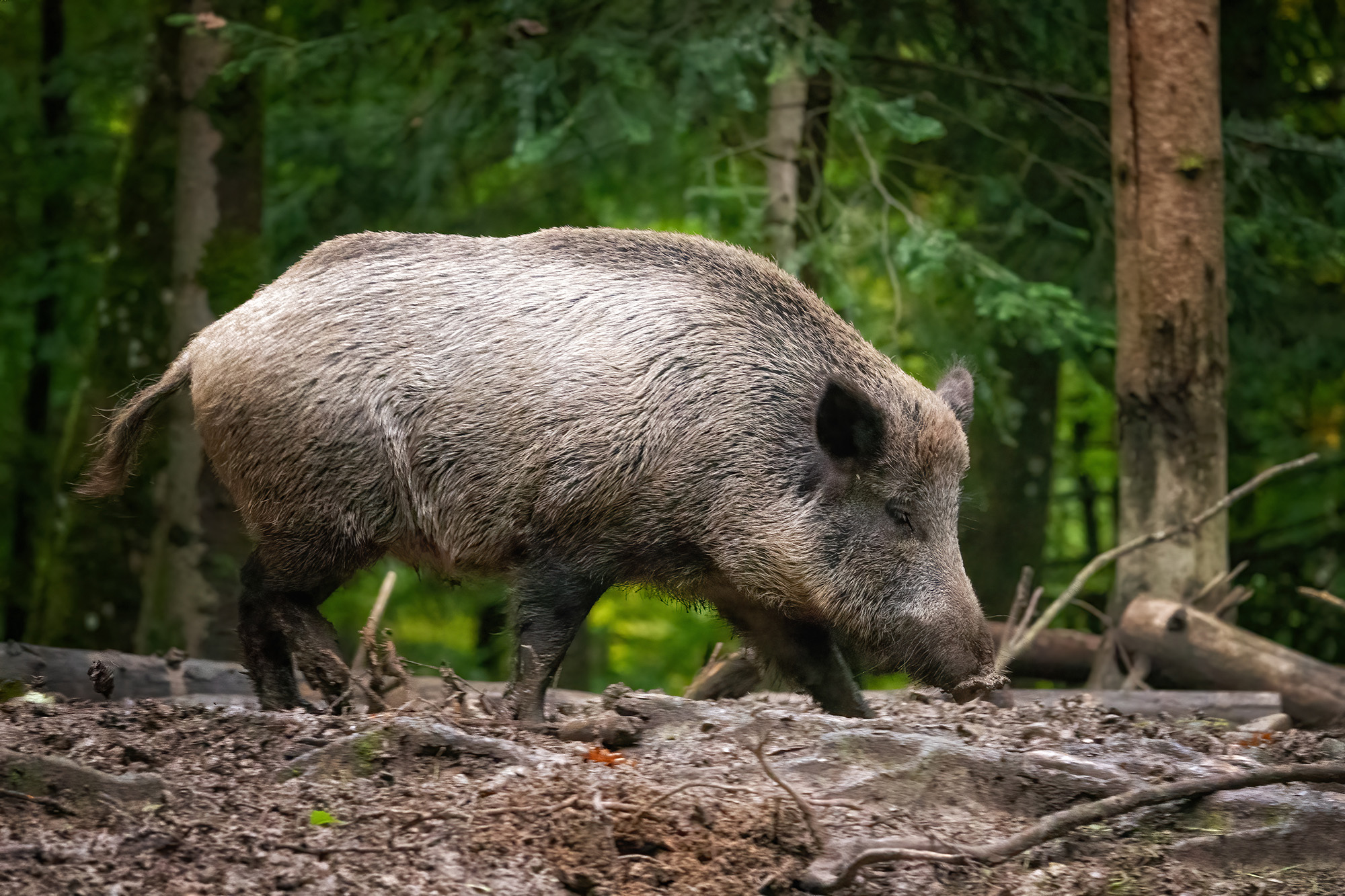Wildschwein-Safari