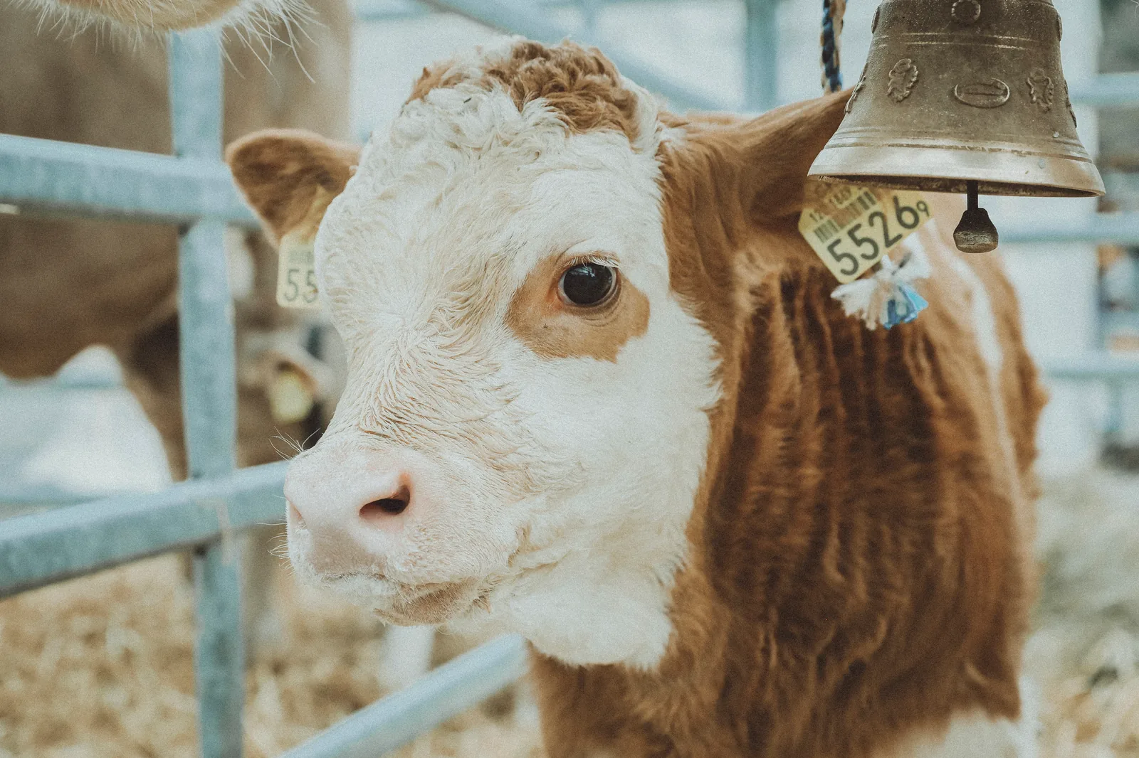 “Salon des Alpages” Alpine farmers fair