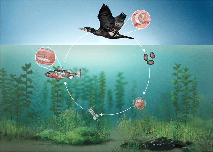 Parasitologie