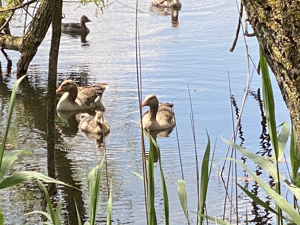 Ornithologische Exkursion Sackmatten bei Grenchen