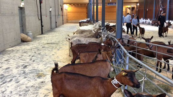 Chèvrexpo