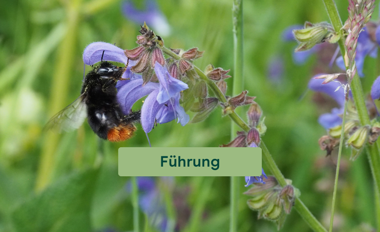 Biodiversitätsführung im Stiftsgarten