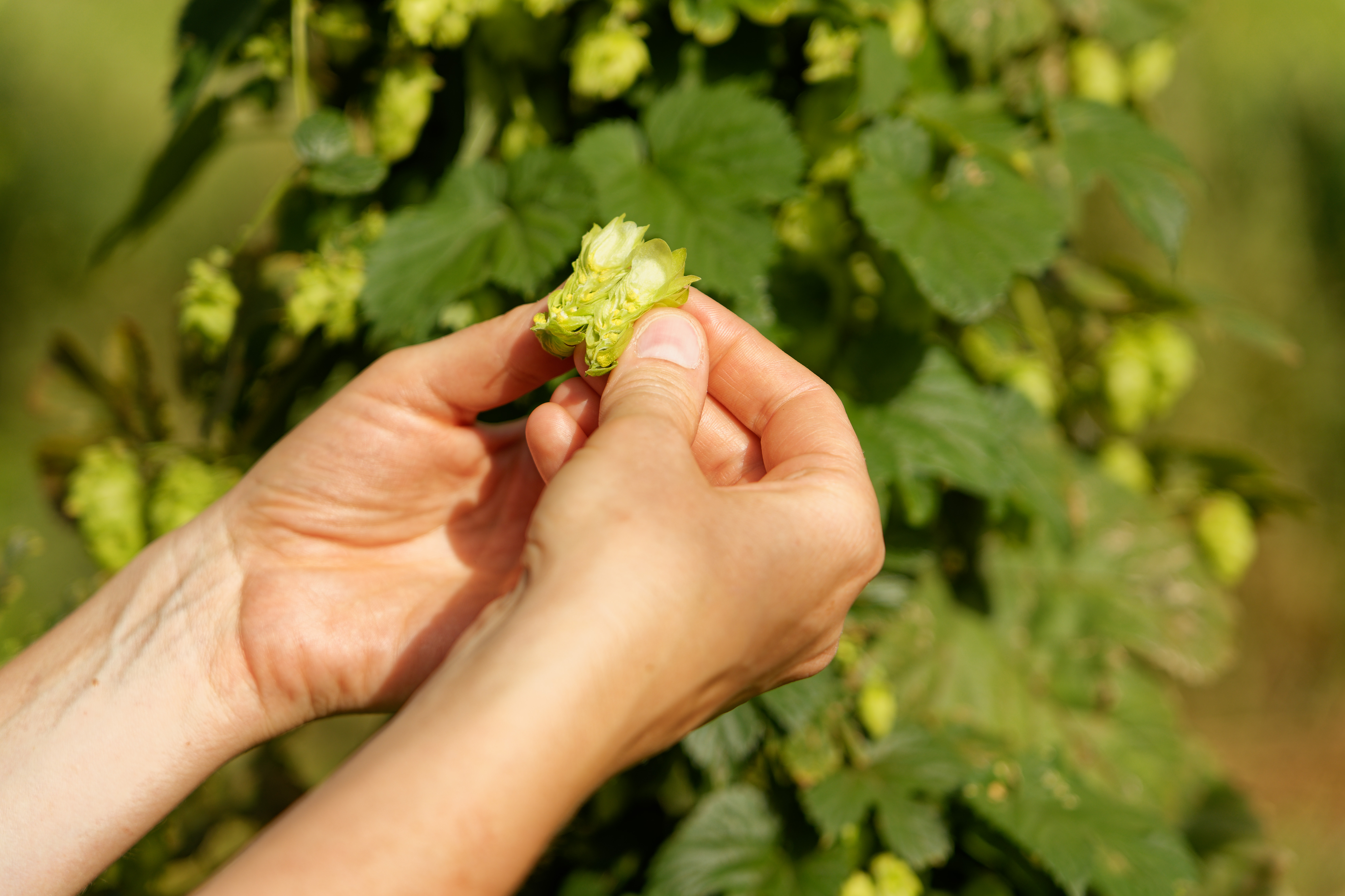 Hopfenernte