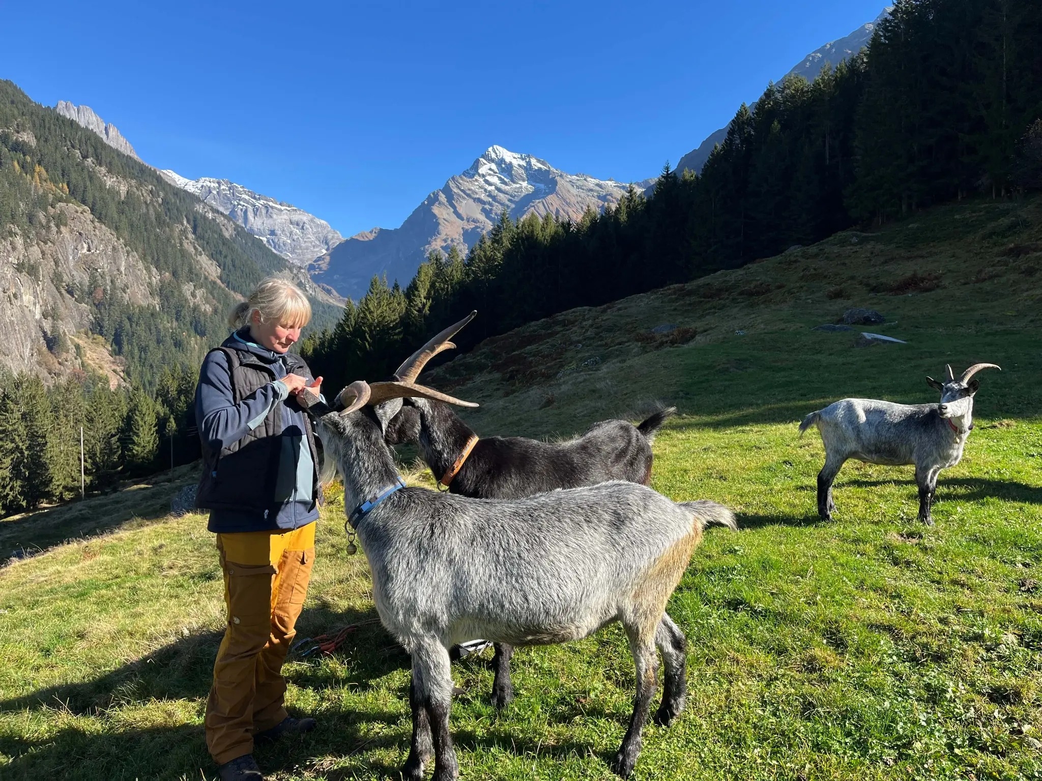 Unterwegs mit Ziegen im Maderanertal