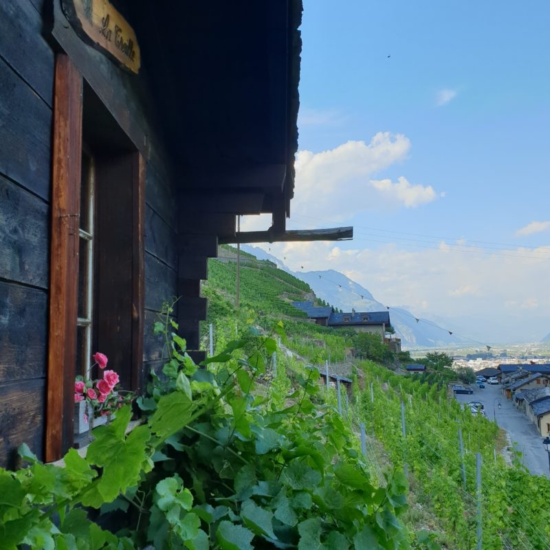 Visite guidée de Plan-Cerisier et son vignoble