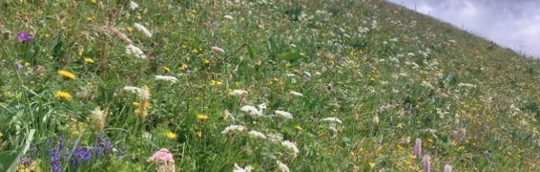 La Flore du Moléson