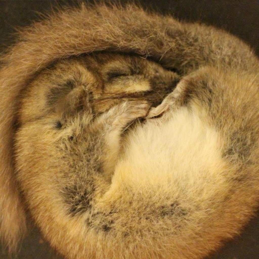 Themenführung Winterschlaf